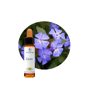 Cerato Bach Flower Essence