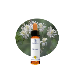 Clematis Bach Flower Essence