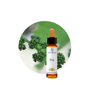 Vine Bach Flower Essence