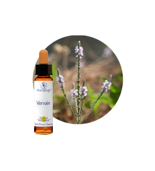 Vervain Bach Flower Essence
