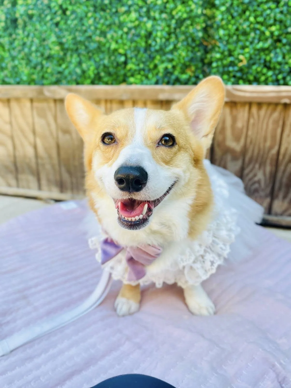 A cheerful Corgi Dog of Honor smiling in her white wedding dress