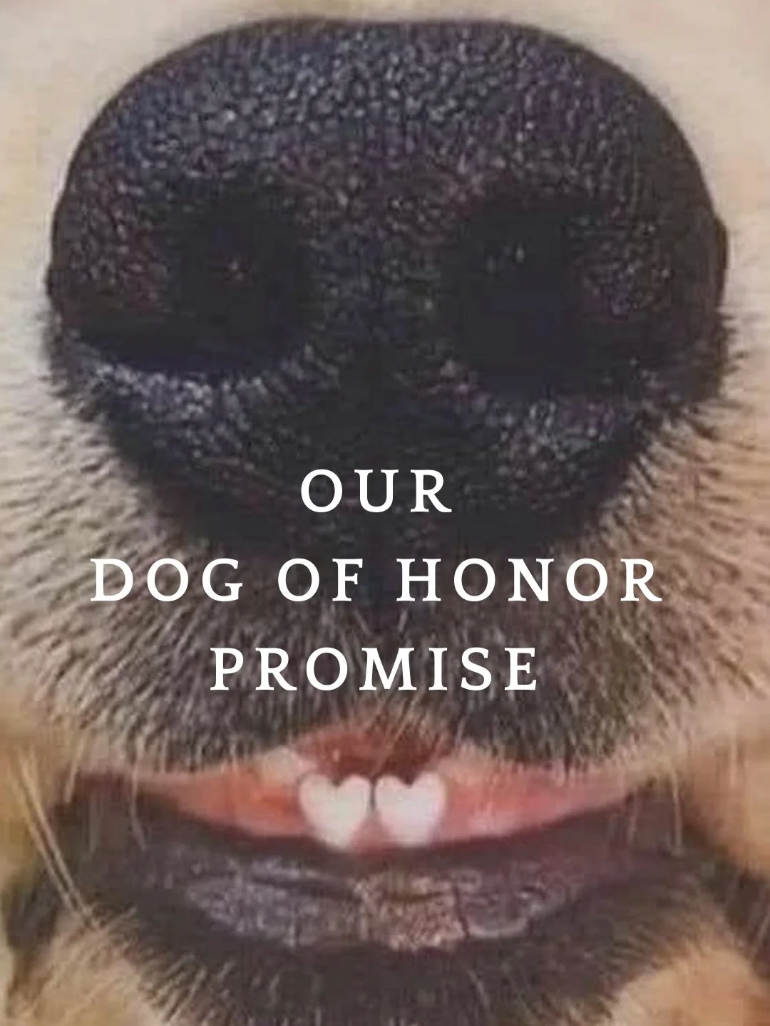Dogs are family. And we believe every family deserves to feel safe, celebrated, and cared for.

This is the standard at Dog of Honor &mdash; on wedding days and always. 🤍🐾
