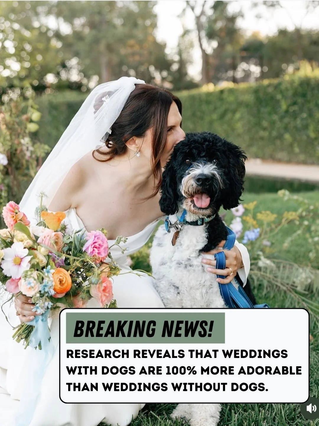 Anyone else feel like this is the only type of breaking news their nervous system can handle these days? 

Share with someone who could use some good news!

Wedding dog chaperone | Northern California | Dogs in weddings | San Francisco Bay Area weddi