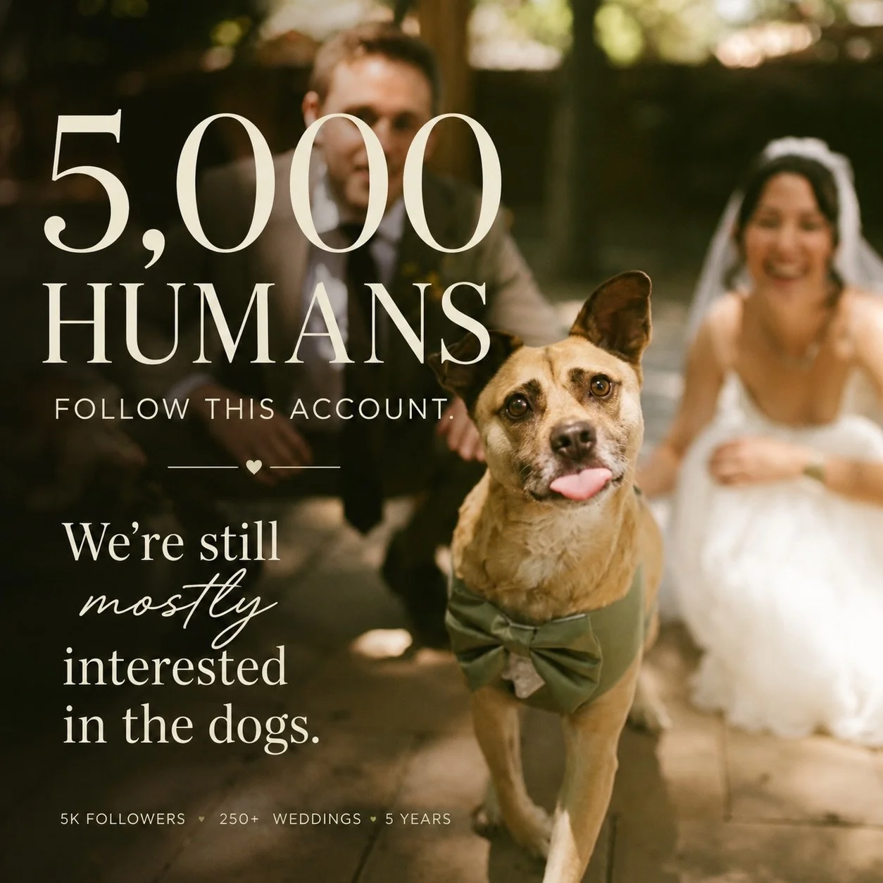 I&rsquo;ve never been particularly interested in chasing follower counts.

But 5,000 feels worth paw-sing for.

Because five years ago, I started a business around a pretty simple belief: dogs are family, and couples shouldn&rsquo;t have to leave an 