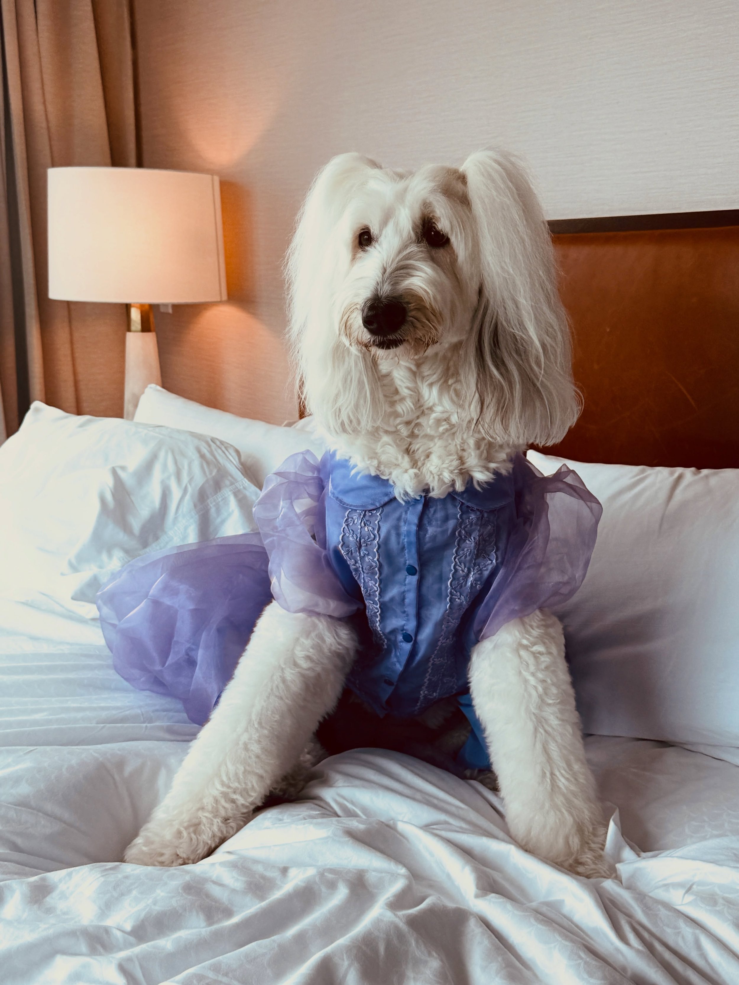 Who wore it better? Ube the Sheepadoodle, or Lisa Kudrow as Michele Weinberger? 💜 Comment Ube or Romy to chime in. 

Ube absolutely dazzled everyone at her parents&rsquo; wedding yesterday at @palaceoffinearts.

We were stopped no fewer than 50 time