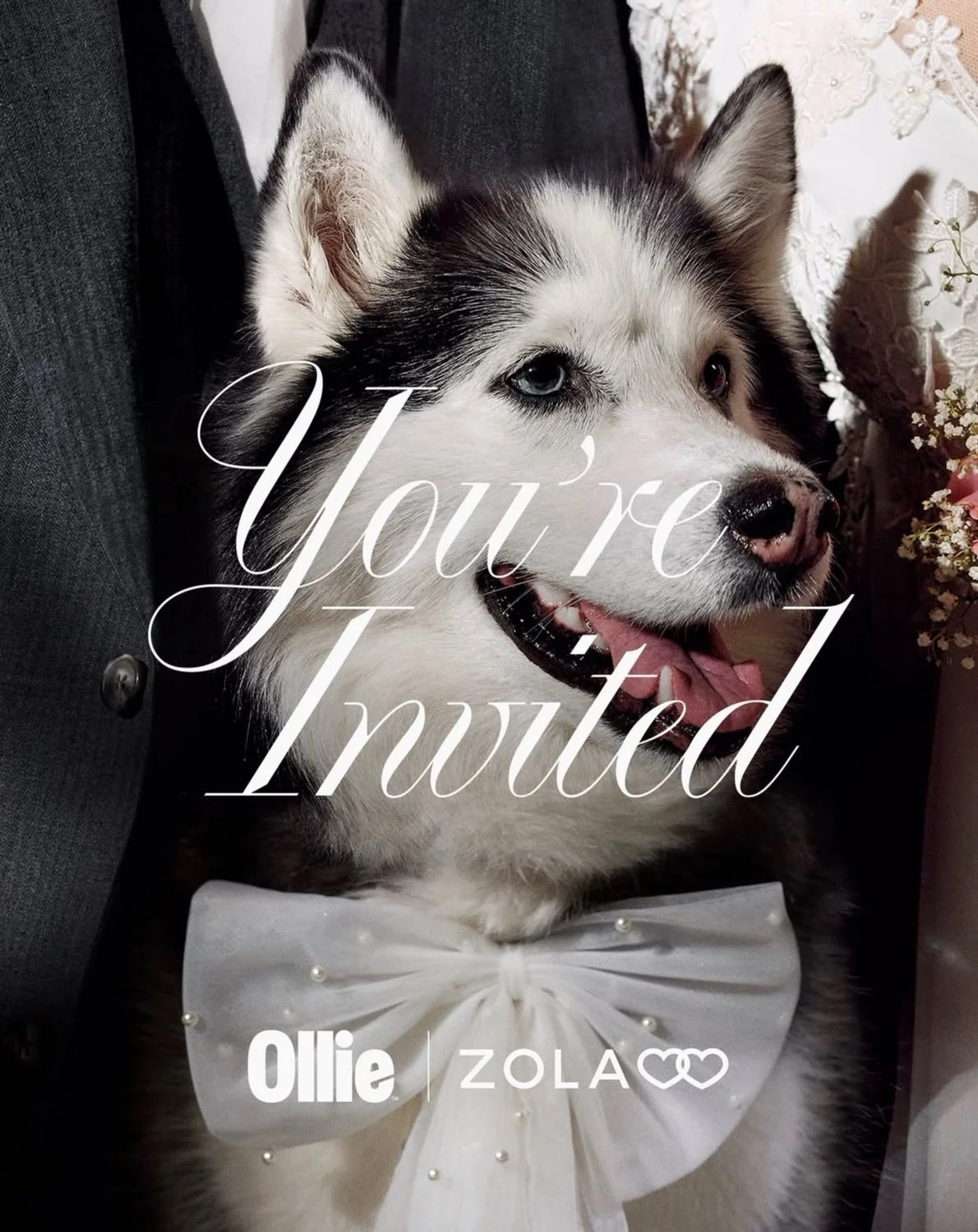 We are loving Ollie&rsquo;s Dog Of Honor promotion! 🐾💍

If your dog is part of your wedding, chances are they&rsquo;re a pretty important part of your family, and you want the very best for them.

Now through August 31, Ollie will send couples incl