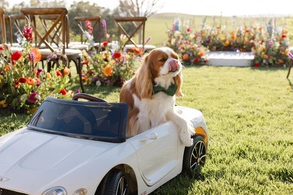 Doesn&rsquo;t your Dog of Honor deserve a VIP entrance to your ceremony or reception? Or maybe a fun getaway car? 

Little Winston was licensed to thrill in our new Bentley convertible. 

Contact us for details on how we can add the Bentley experienc