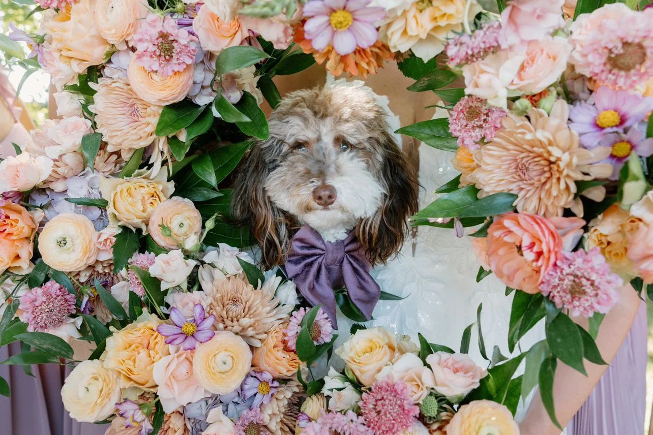 Doodle dog surrounded by bridesmaid bouquets