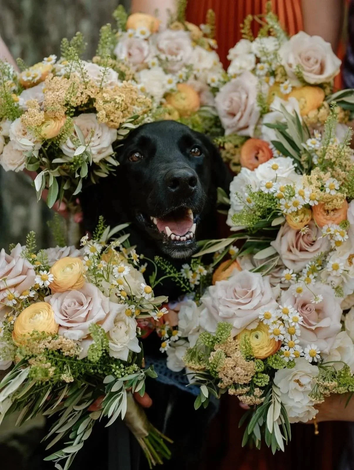 Black lab surrounded by bridal bouquets