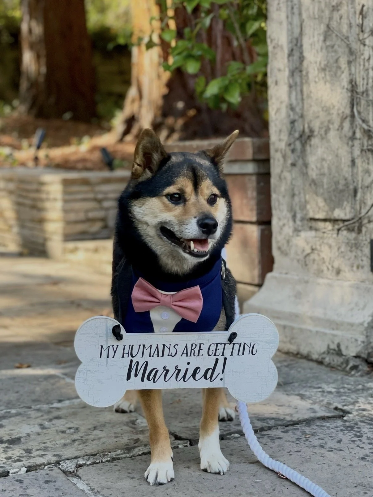Shiba Inu as the Dog of Honor at Hacienda de las Flores