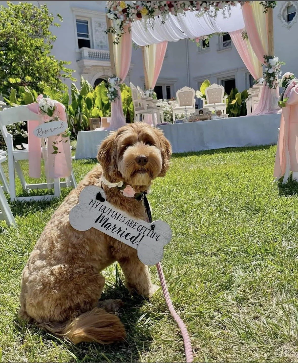 Doodle Dog of Honor posing at Hayes Mansion in San Jose