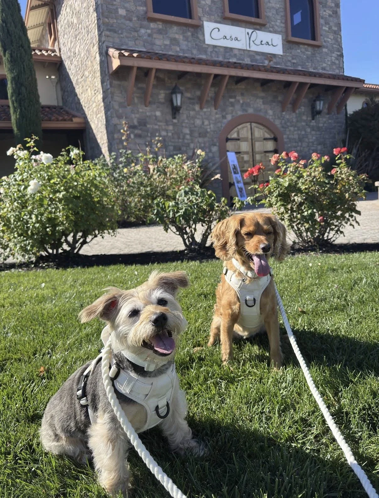 Two Dogs of Honor sitting on the Casa Real wedding venue lawn