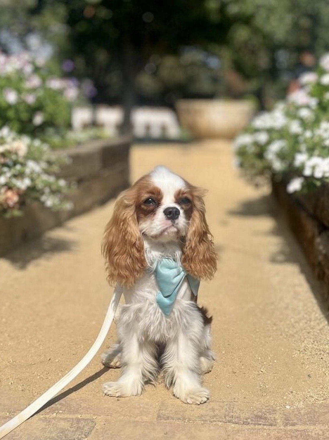 King charles spaniel puppy at Brindare Napa Valley