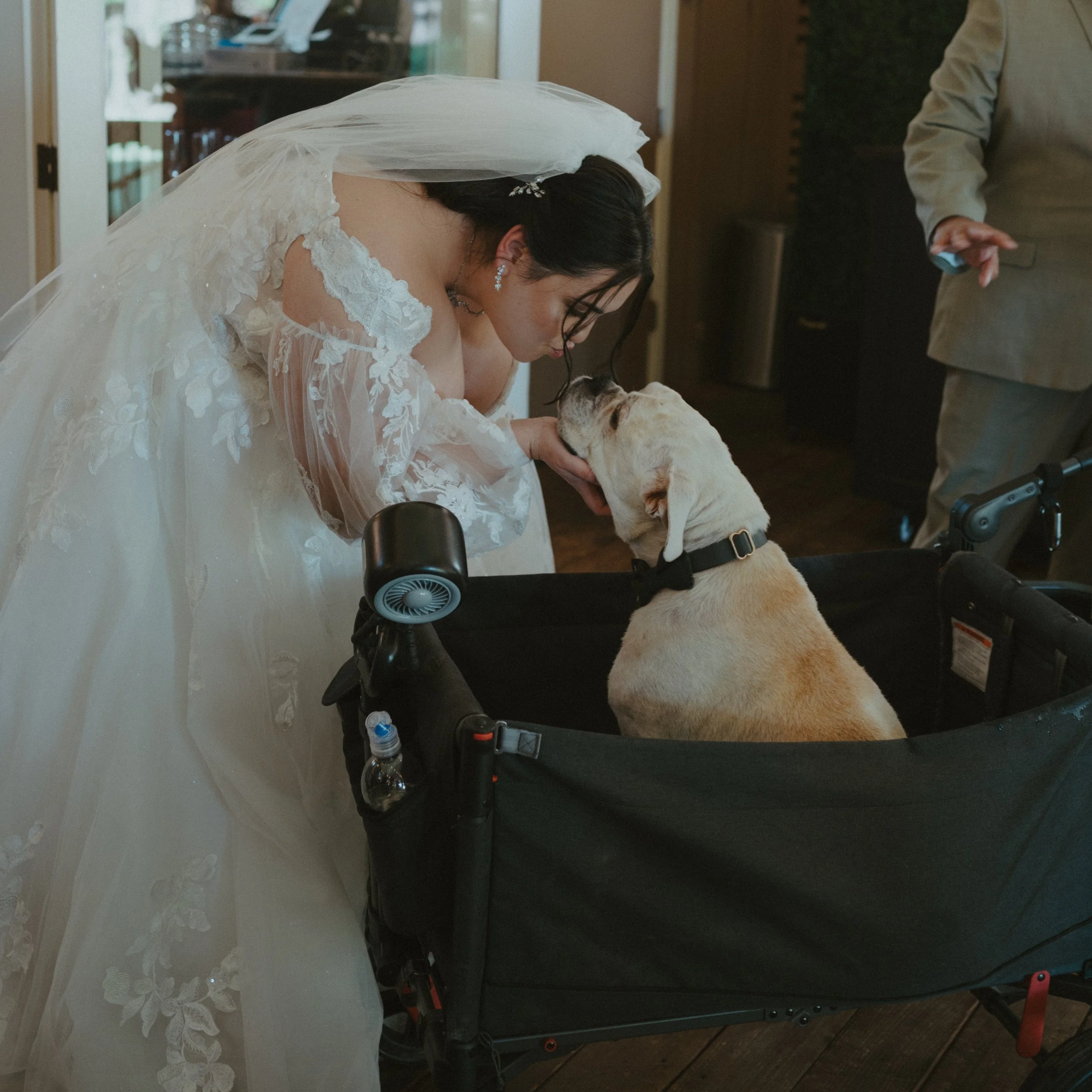 Bentley, a senior bulldog, rides in a wagon and receives a kiss from the bride