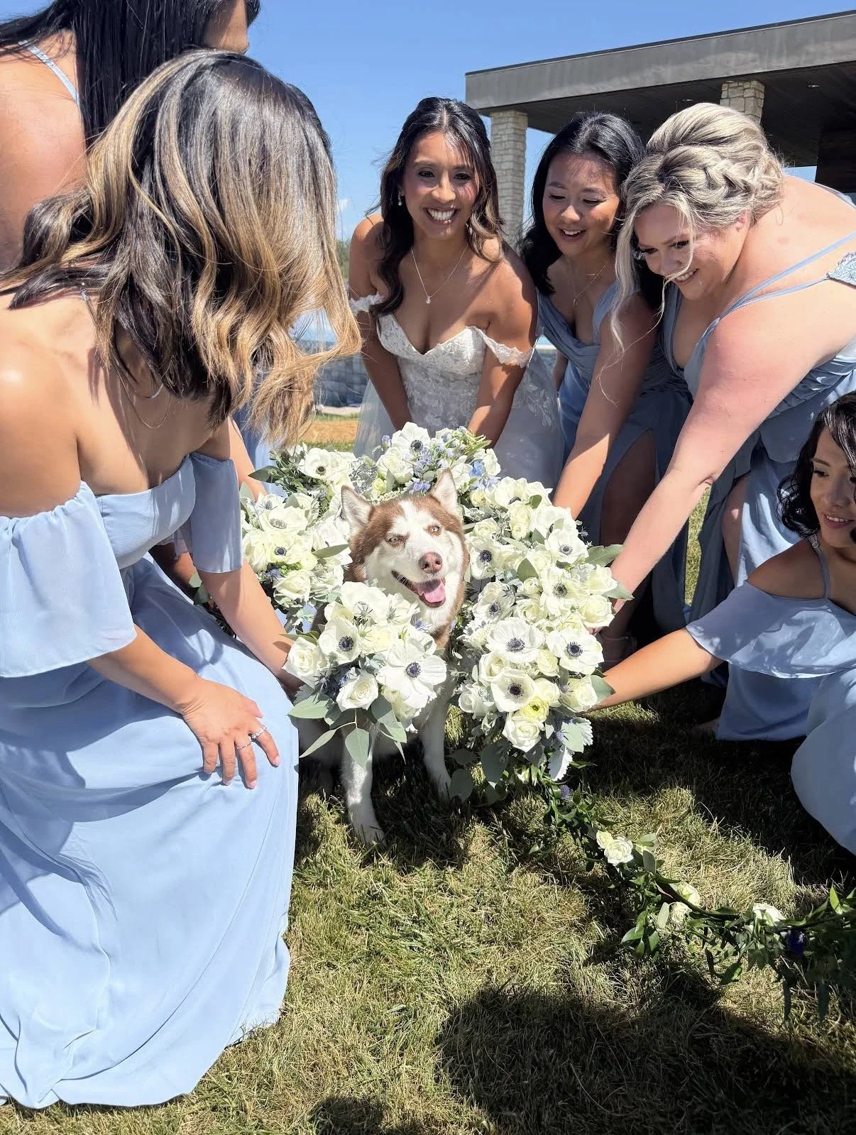 A husky surrounded by bridemaid bouquets