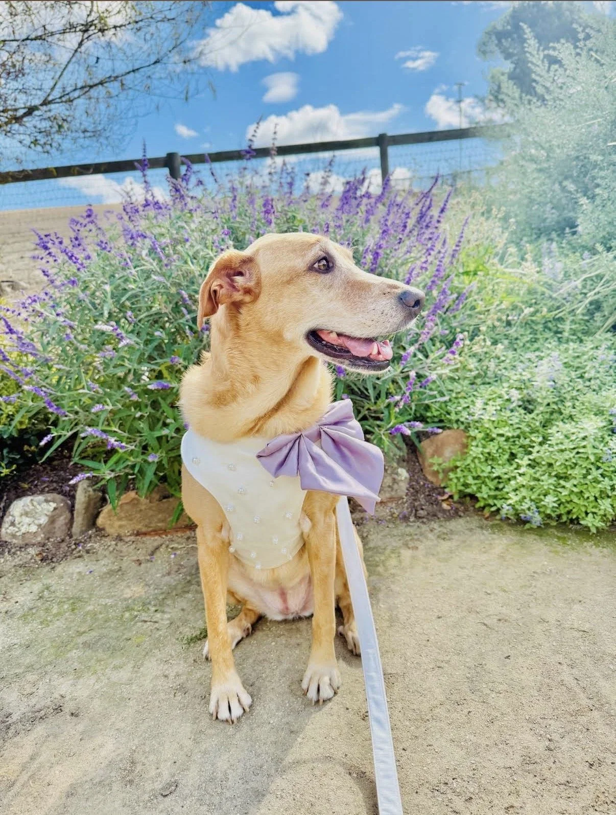 A Dog of Honor in a lavender bow