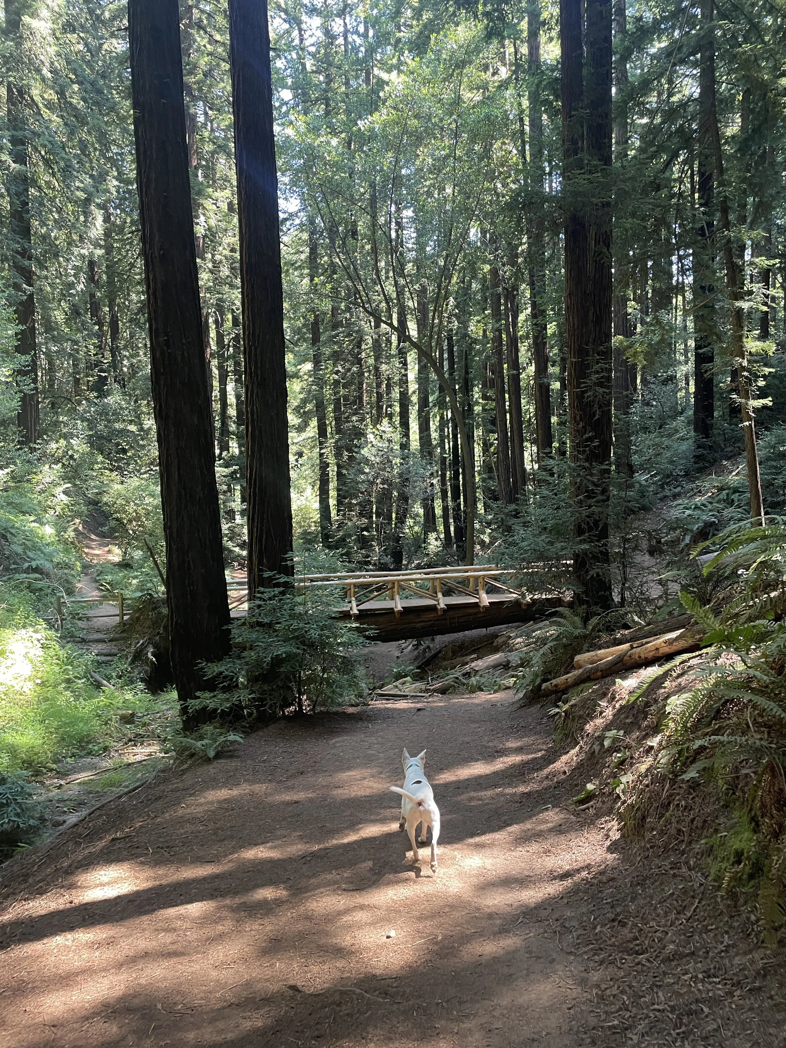 A white dog walking on a dirt trail in a dense forest with tall trees and a small wooden bridge in the background. Trail is in the East Bay, Oakland.