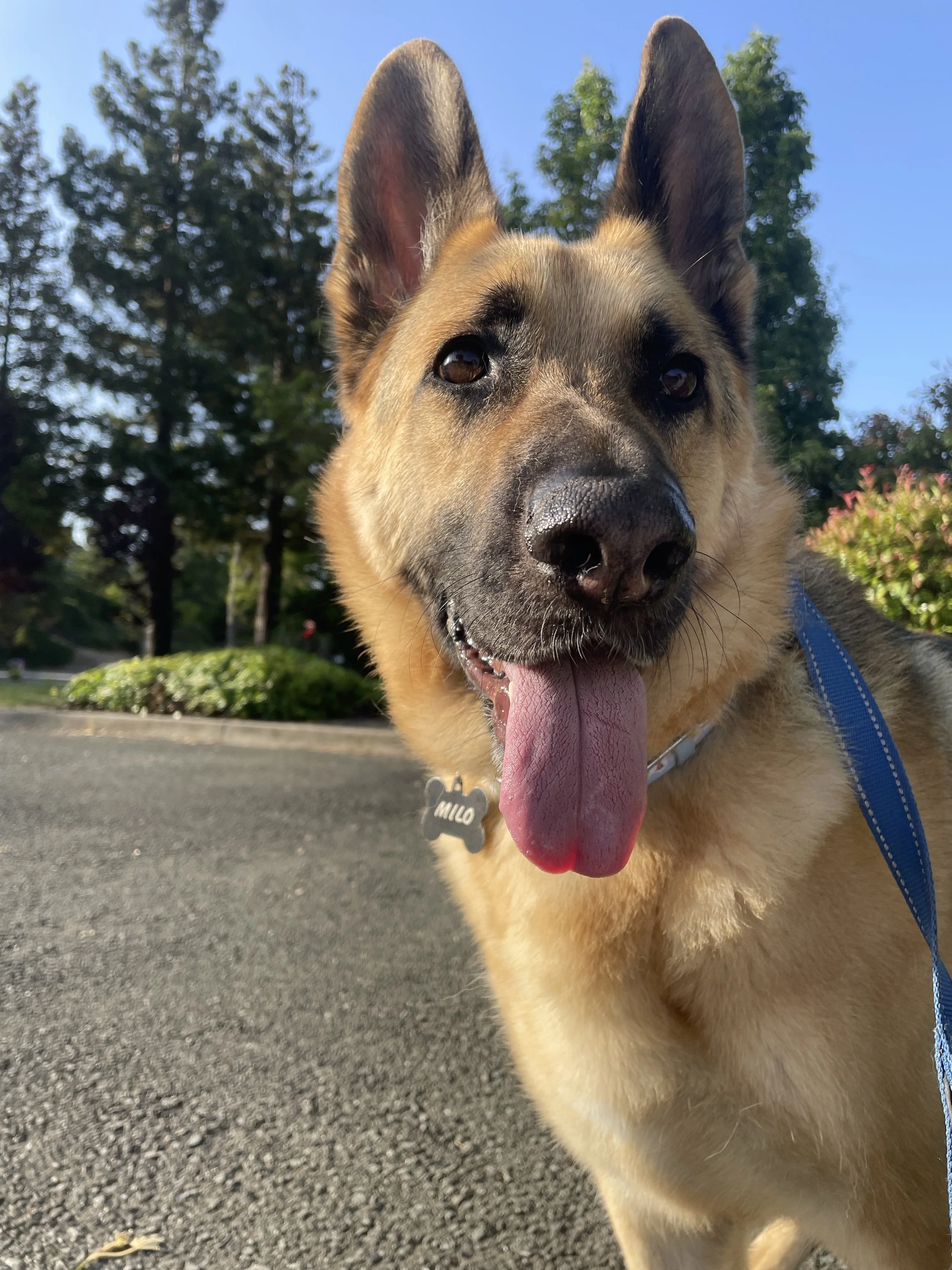 Close-up of a happy German Shepherd mix dog with its tongue out, wearing a blue leash and a tag that says 'Milo', outdoors on a sunny day with trees and bushes in the background.