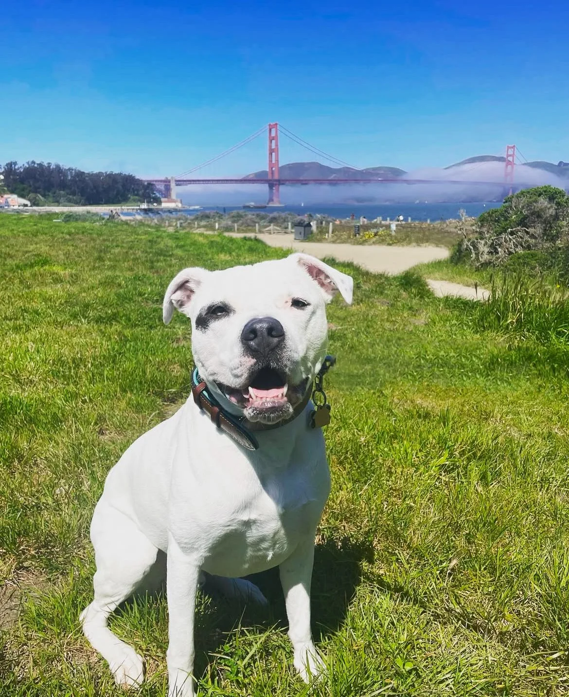 A white dog sitting on green grass near a sandy path with the Golden Gate Bridge in the background under a clear blue sky.