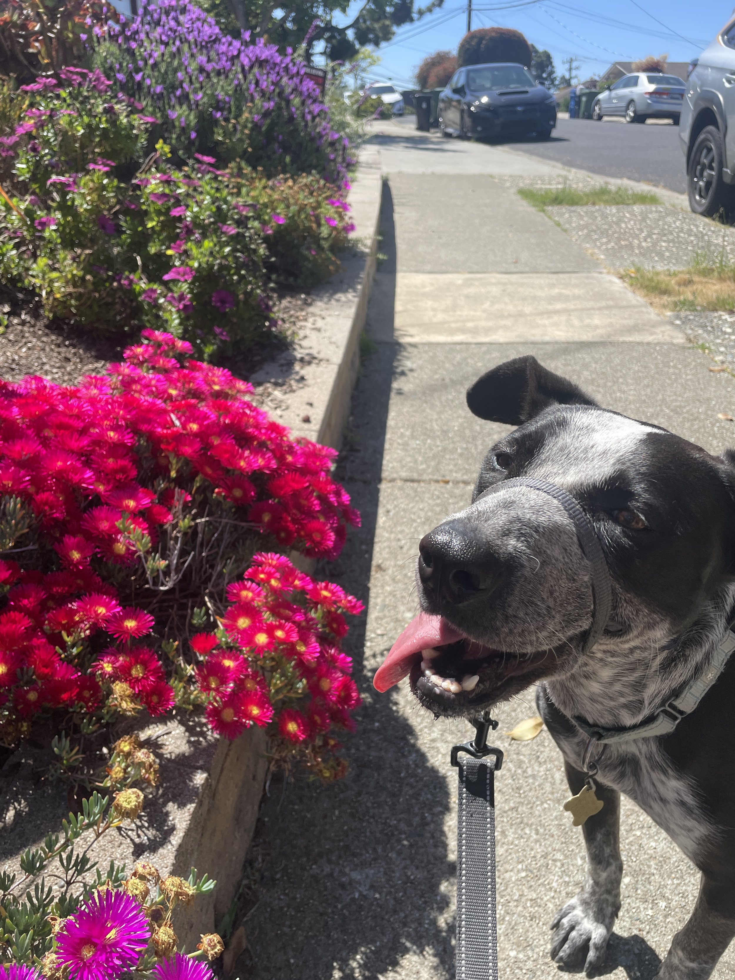 A dog with a decorative harness and leash standing on a sidewalk near colorful pink and purple flowers in bloom, with parked cars and a street in the background on a sunny day.