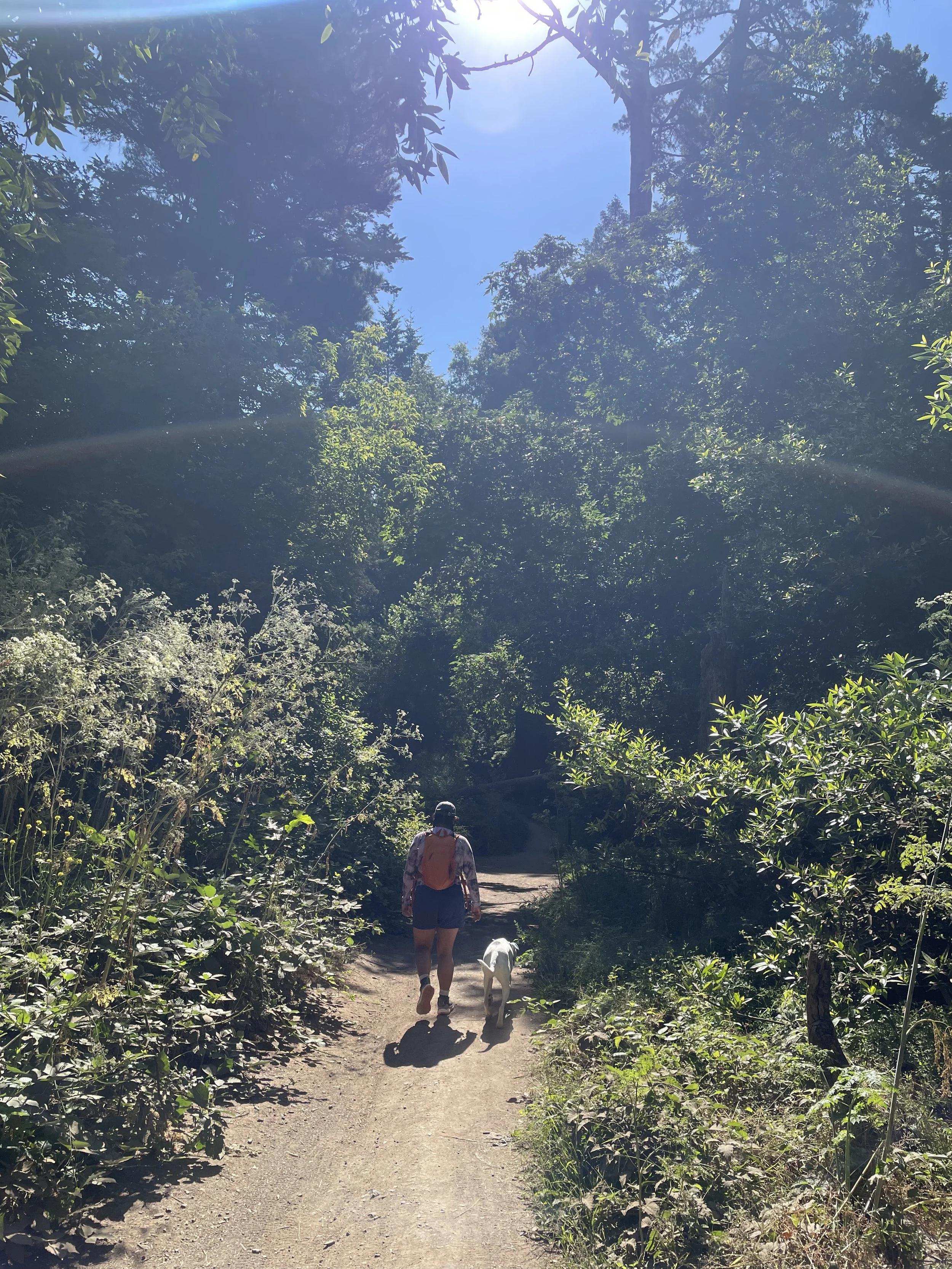 A person walking a dog on a dirt trail through a lush, green forest with tall trees and sunlight filtering through the foliage.