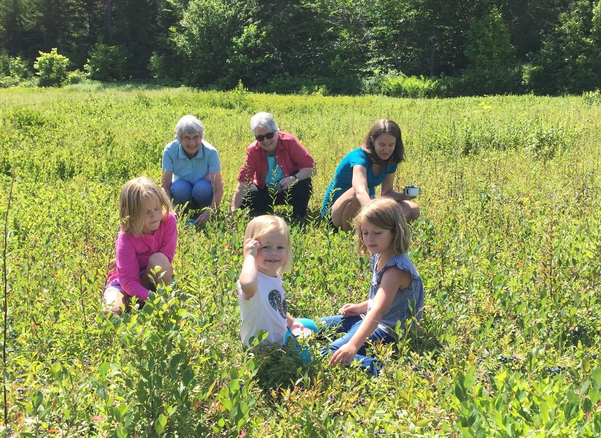 TLC for the Sea Winds Blueberry Fields