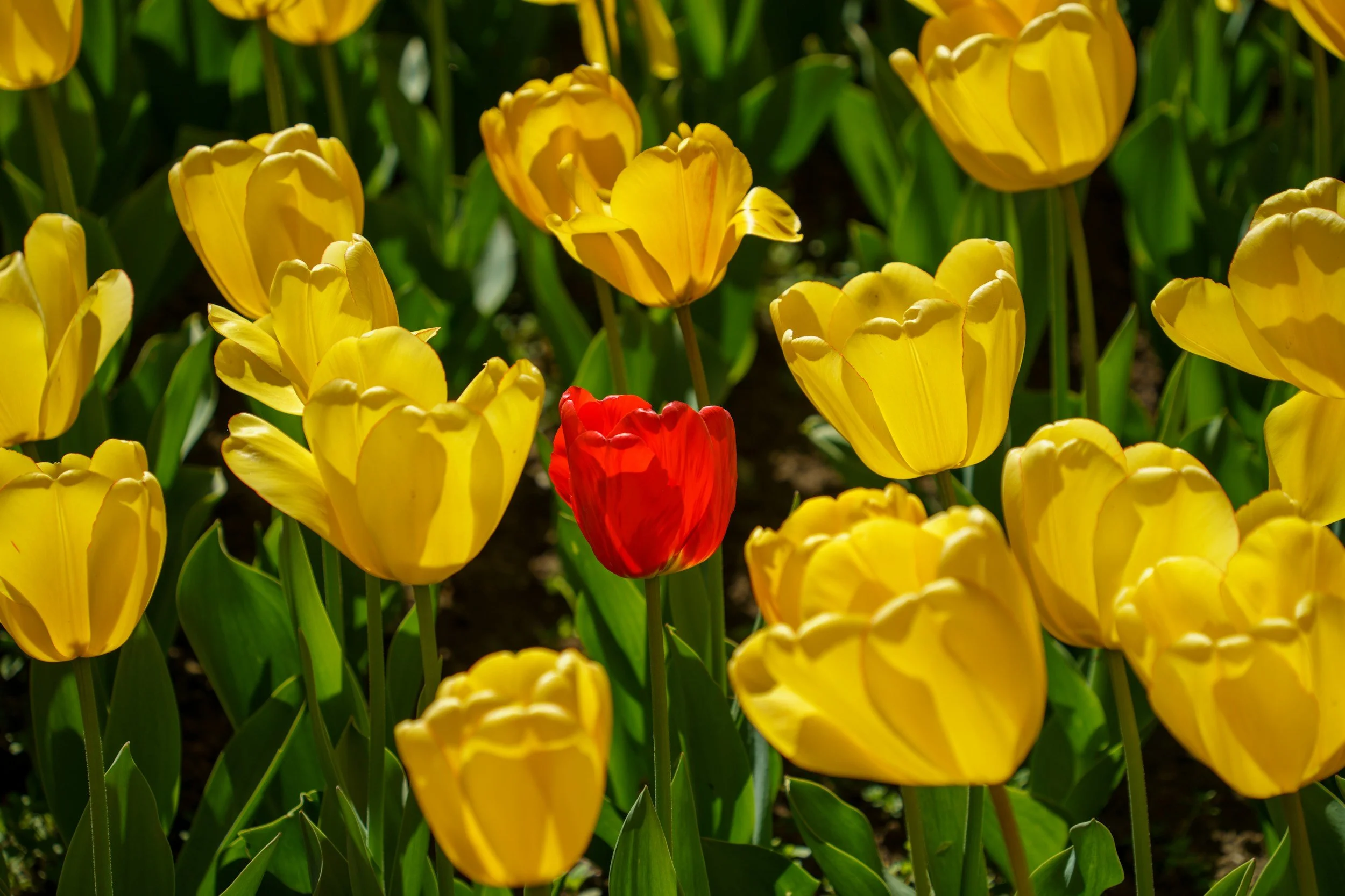 Yellow tulips with one red tulip among them in a garden.