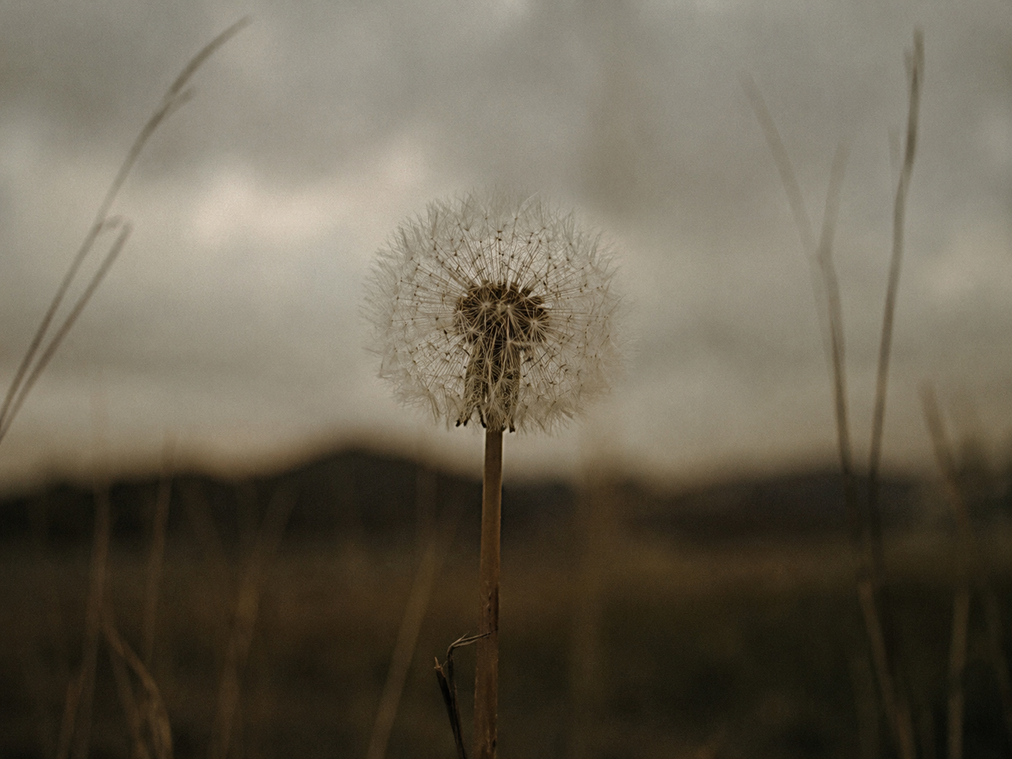 A close-up of a dandelion seed head in a field with tall grass, cloudy sky, and distant mountains.
