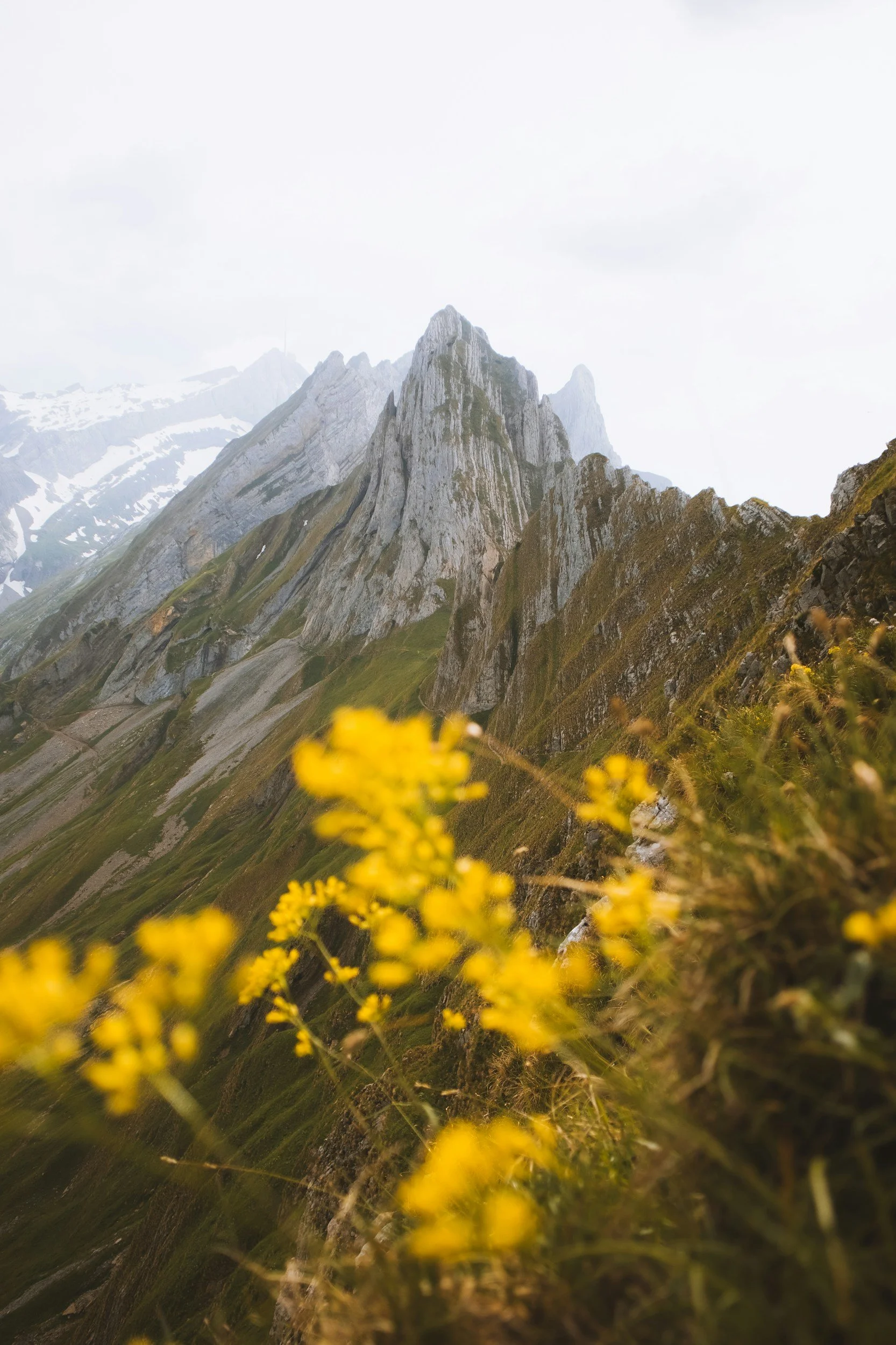 mountain landscape with rocky peaks, green slopes, and yellow flowers in the foreground, cloudy sky