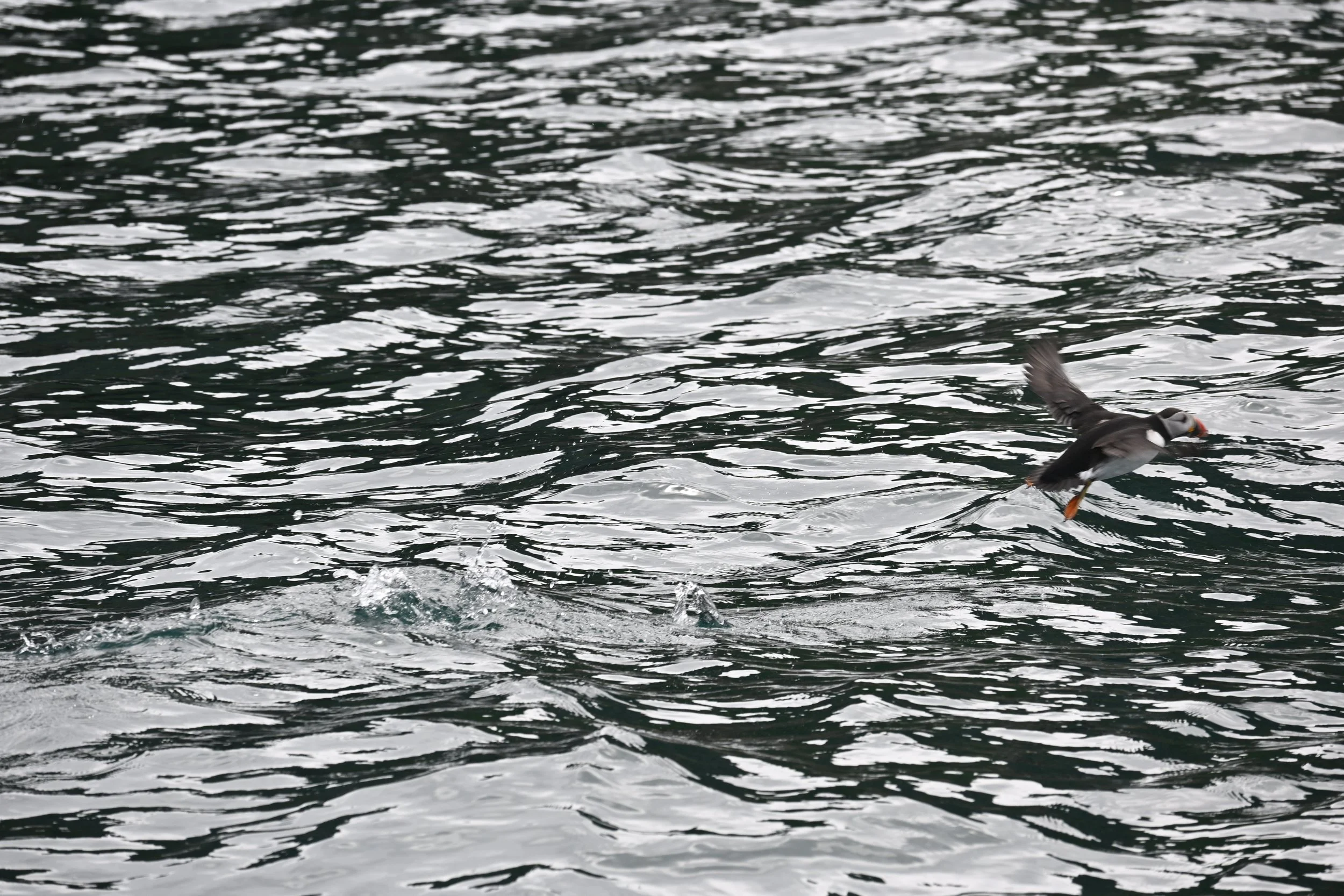 Puffin Swoop. Lundy Island, 2025 