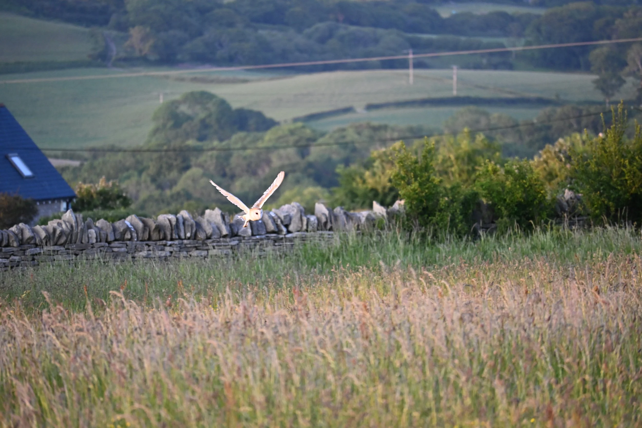 White Owl. Langton Matravers, 2025