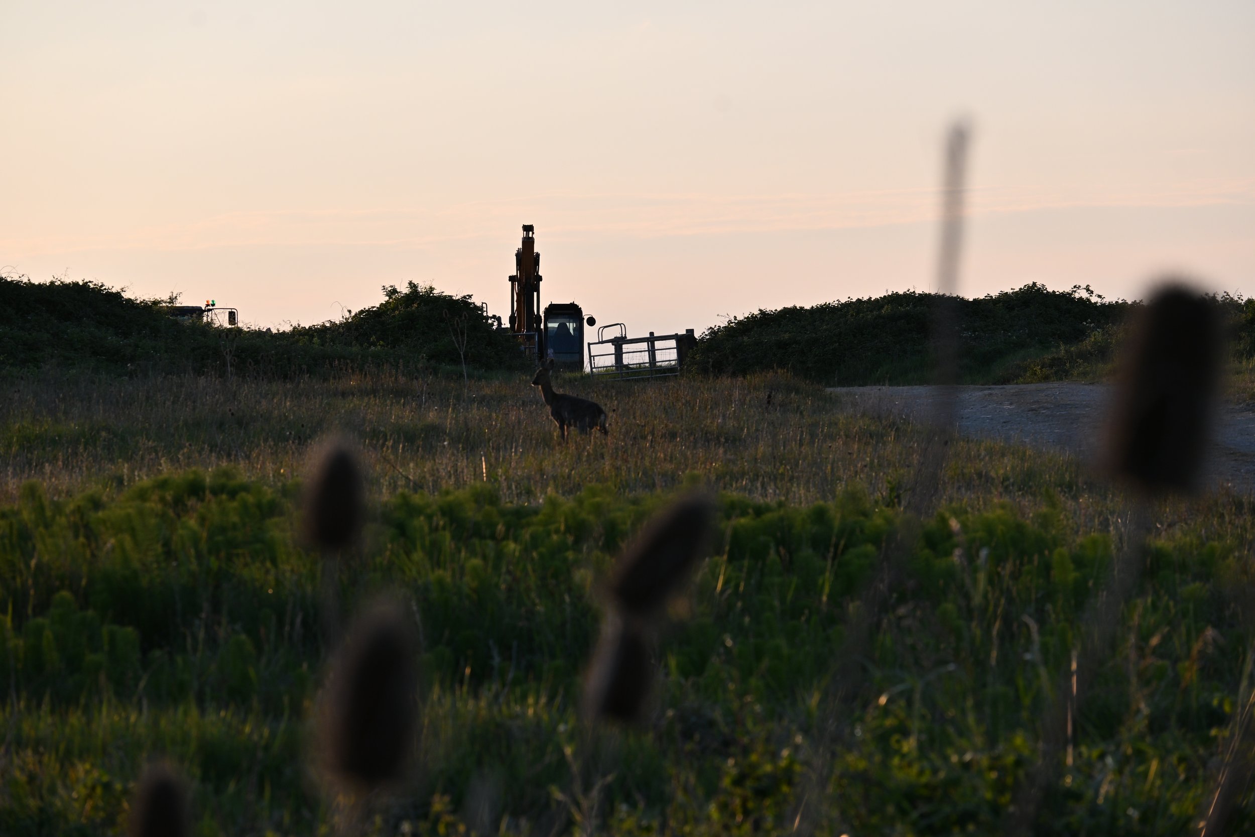 Deer and a crane. Juxtaposed natural and man. Worth Matravers, Summer 2025