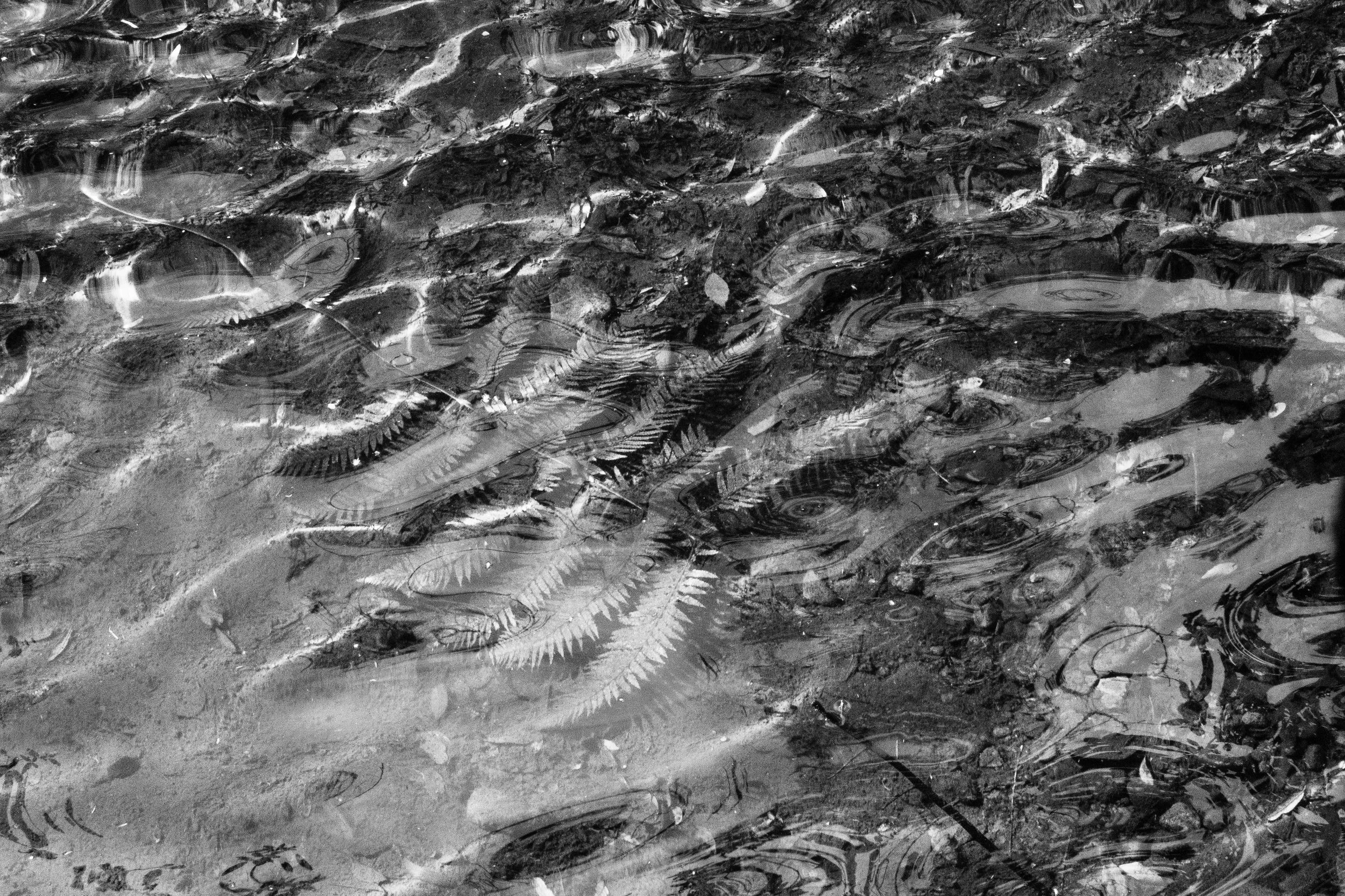 Floating leaves. Liffey Falls, Tasmania. Feb 2026 