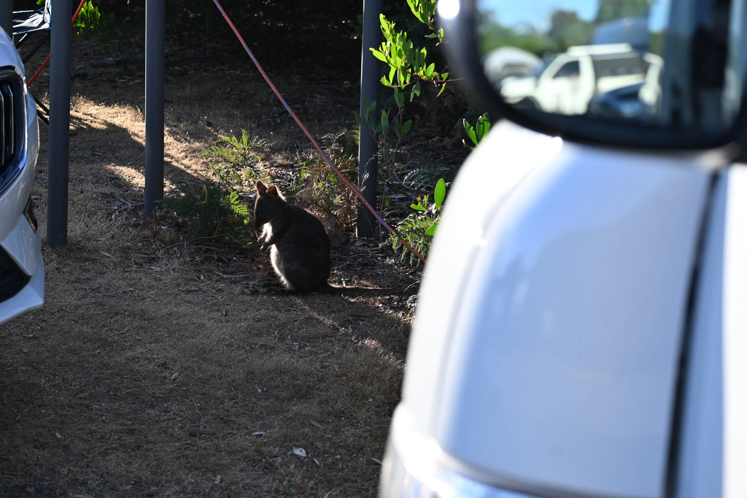 A little Joey. Tasmania, Feb 2026 