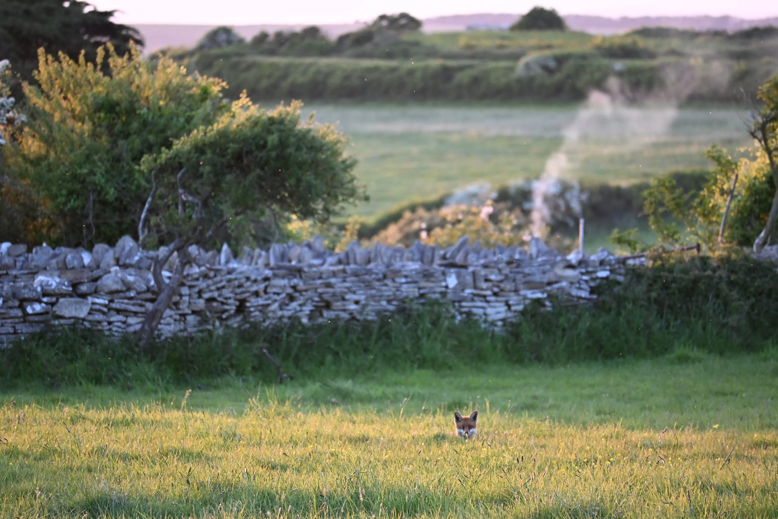 Smoking Fox. Langton Matravers, Summer 2025