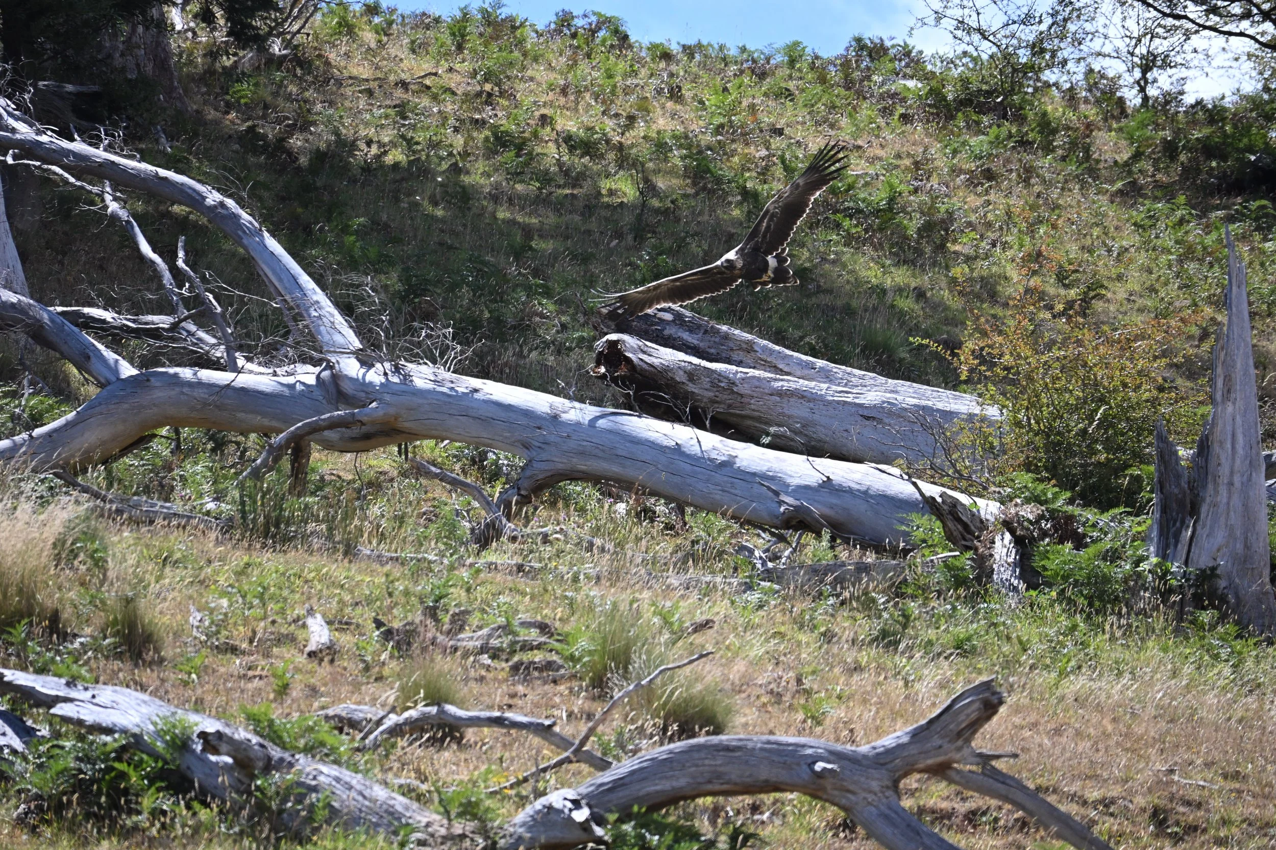 The endangered Tasmanian Wedge Tail eagle. Tasmania, 2026