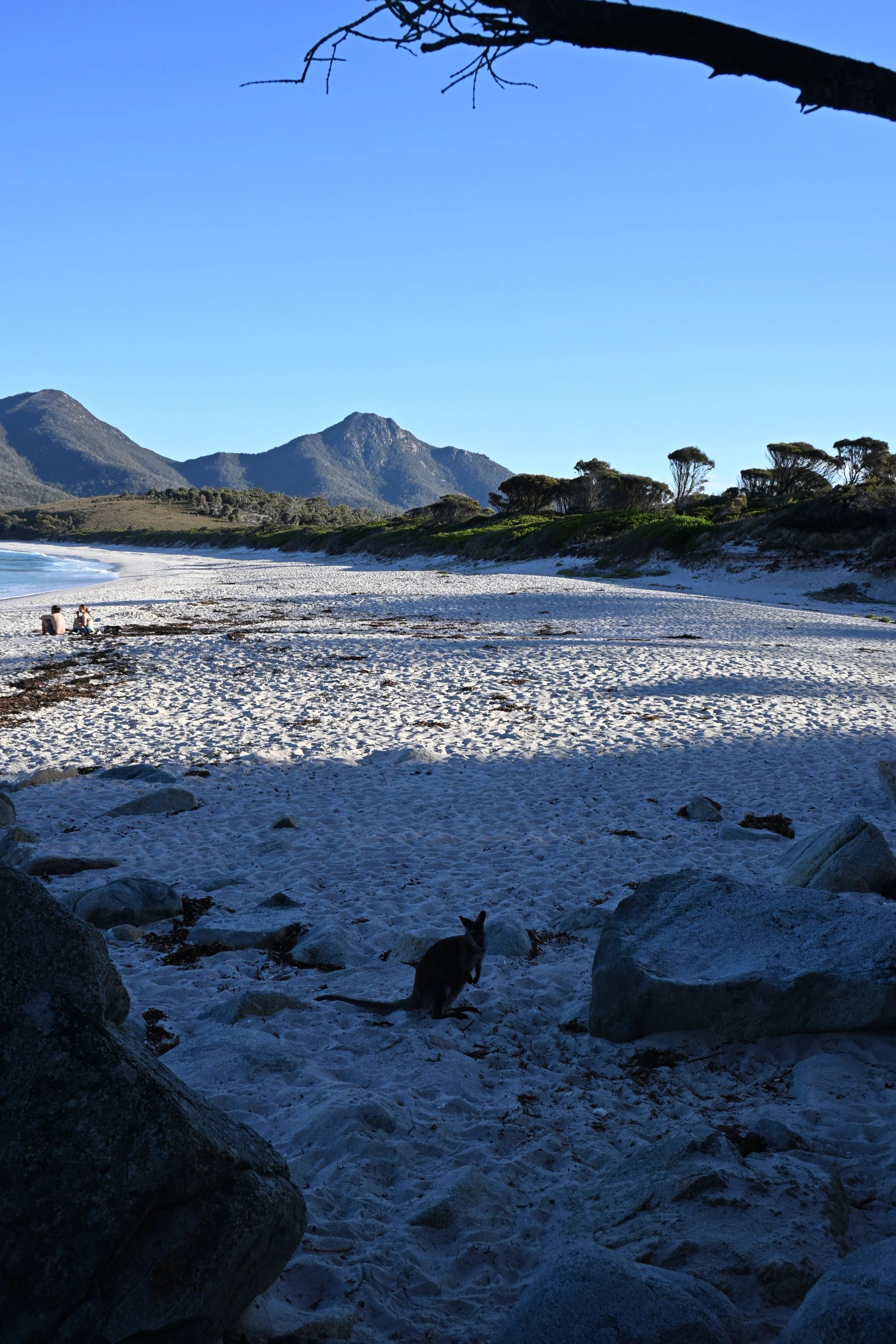 Joey drinking in wine glass bay. Tasmania, Feb 2026
