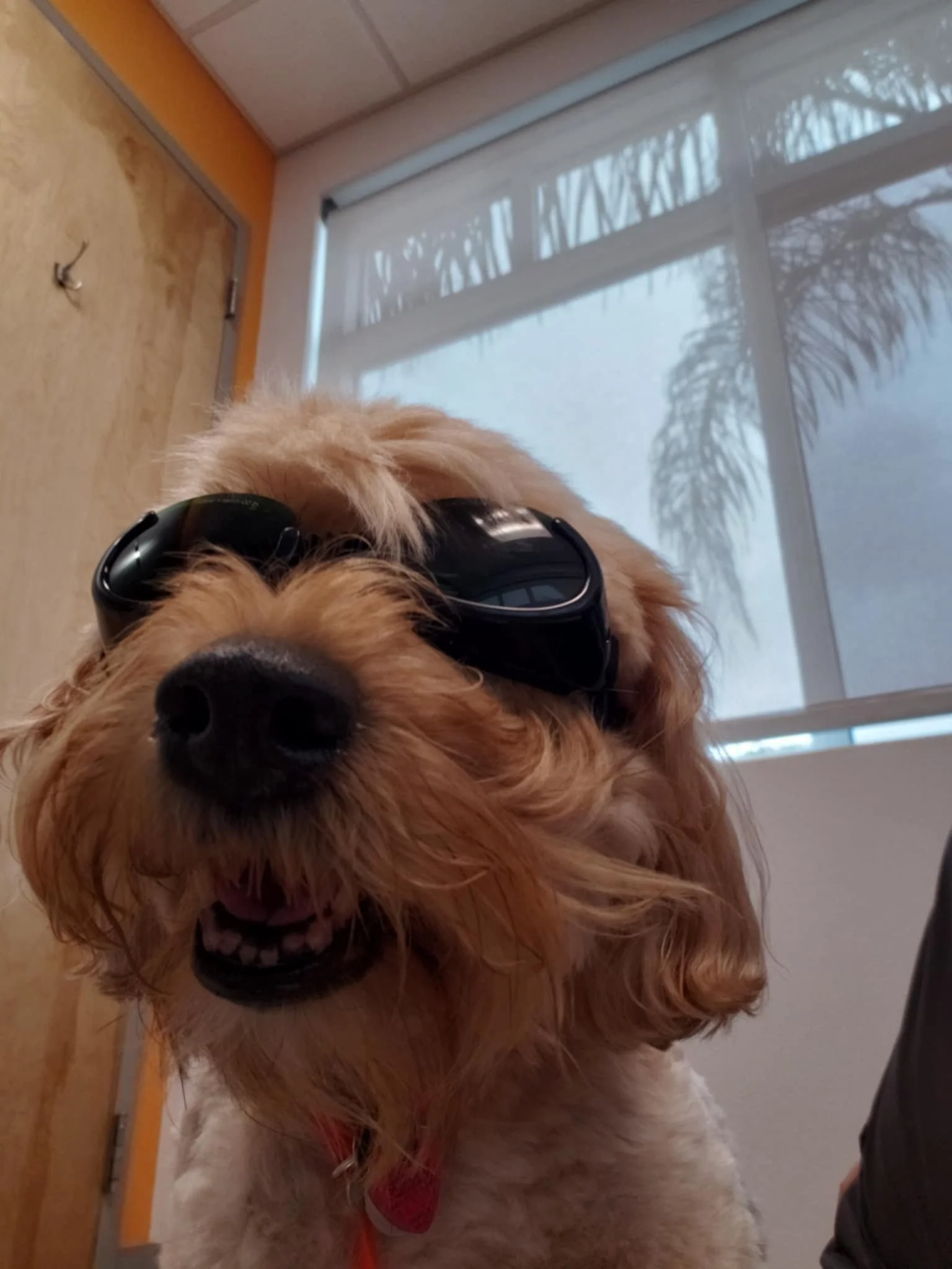A dog wearing sunglasses indoors, with a background of a window and some palm tree shadows.