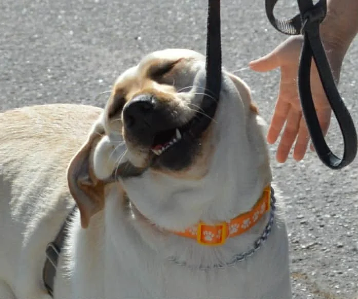 Dog with eyes closed and mouth open, being gently pulled by a leash held by a person, on a paved surface.
