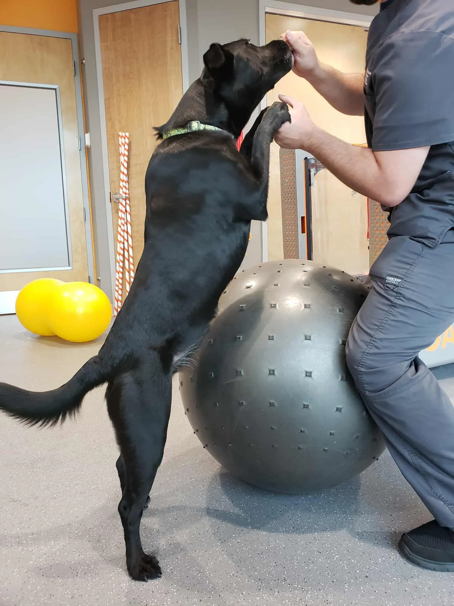 A dog standing on its hind legs and interacting with a person, possibly during a training session, in an indoor facility.