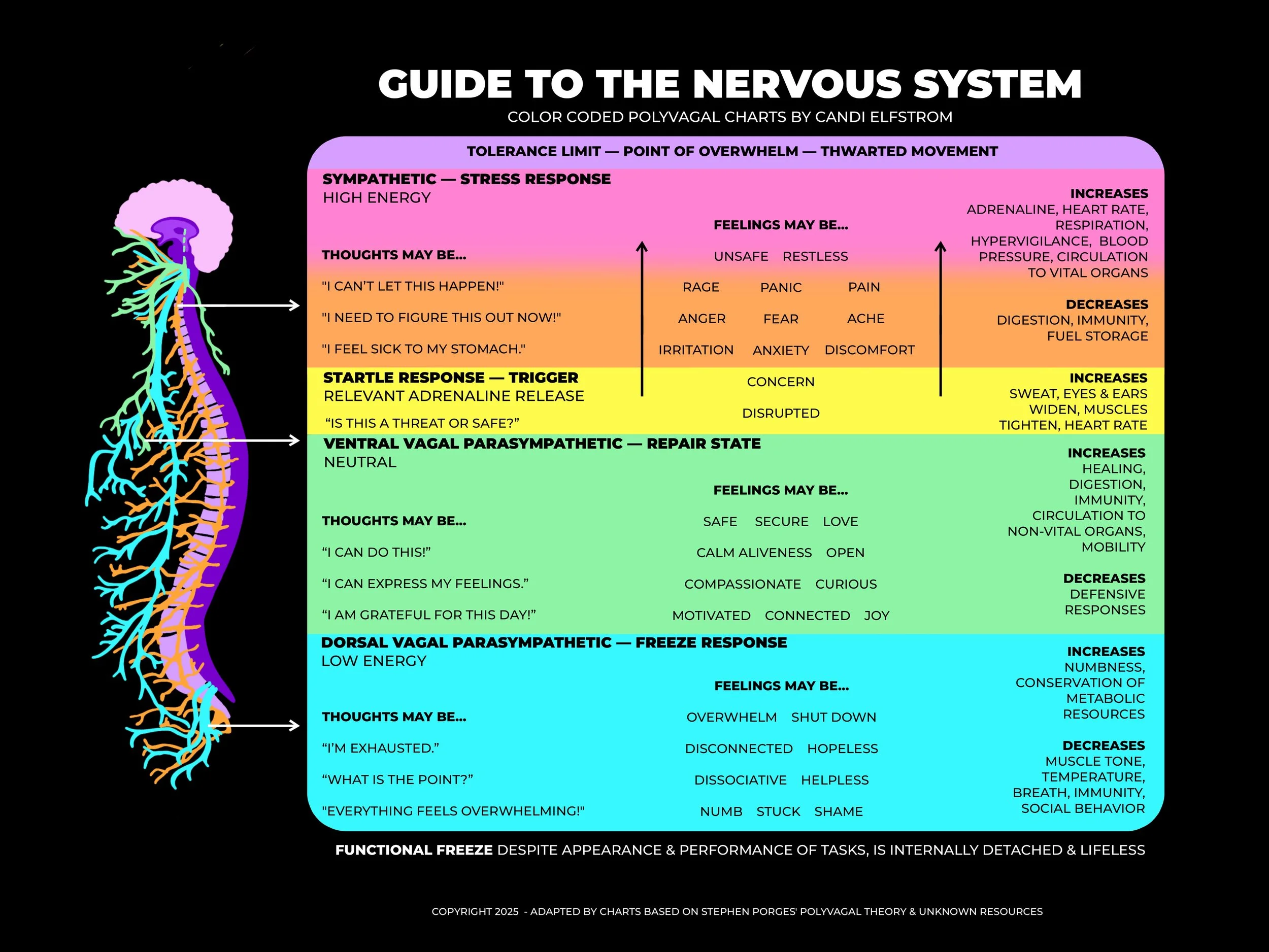 nervous-system-chart-by-candi-elfstrom.jpg