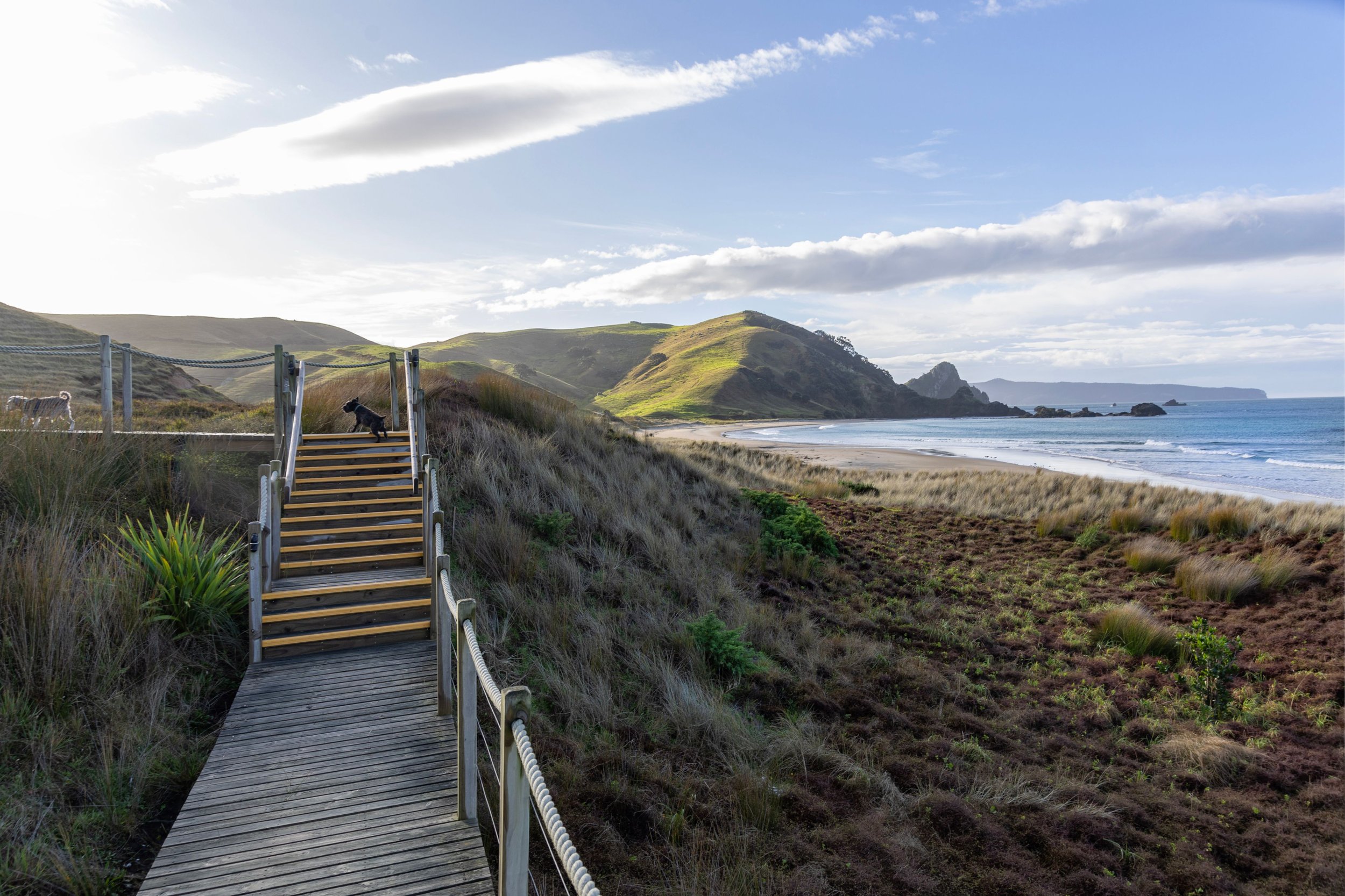 Wooden stairs leading down to a beach with grassy dunes and hills in the background, a dog on top of the stairs, and ocean waves along the shoreline under a partly cloudy sky at Opito Point Lodge, luxury beachfront accommodation.