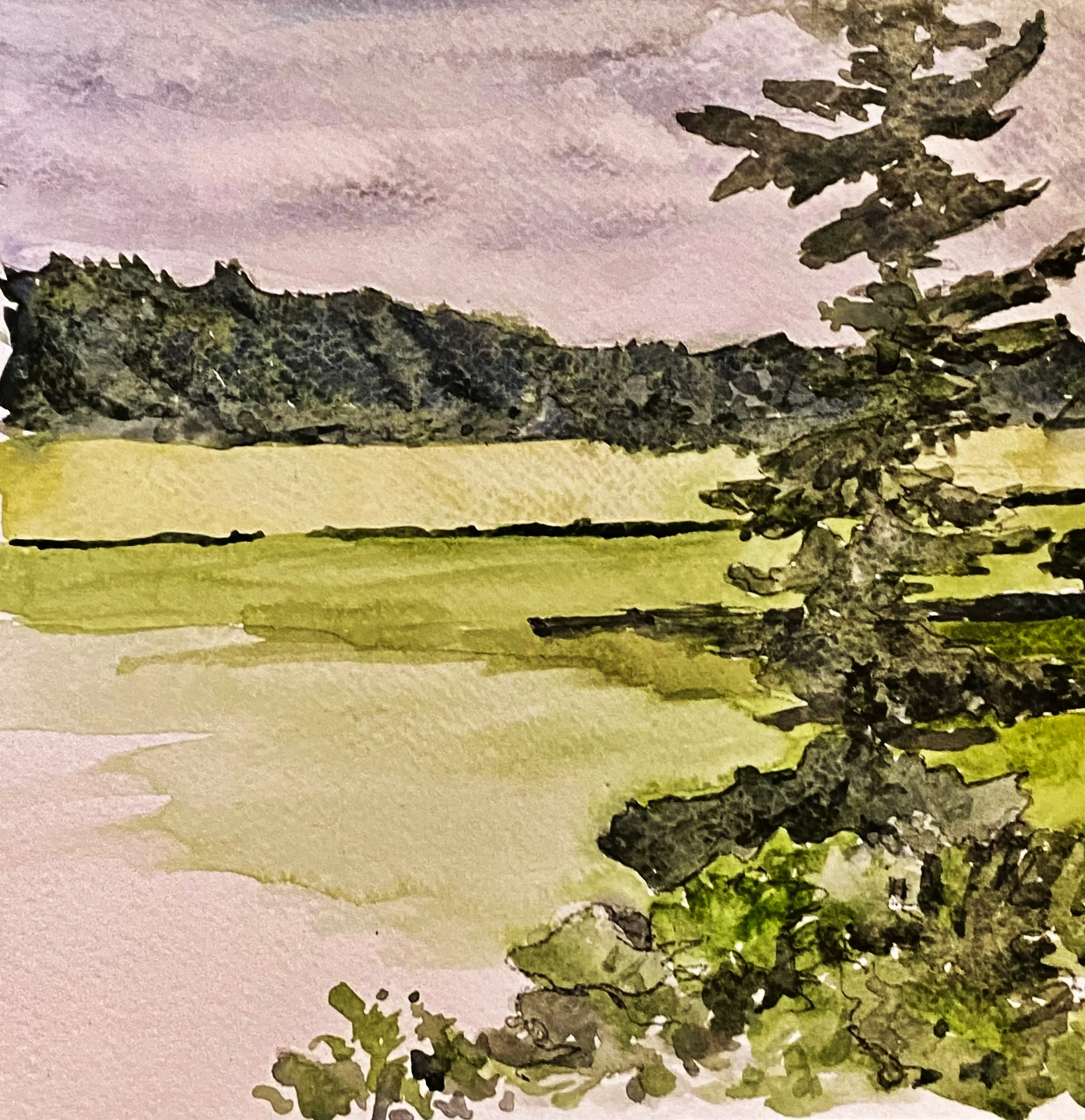 Katherine McHarg, "Cornish Monterey Pine", 2026, Watercolour on Paper, 8 x 8"