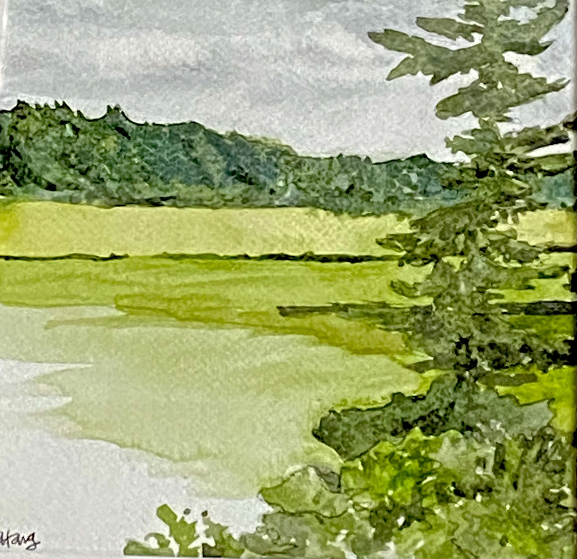 Katherine McHarg, "Cornish Monterey Pine", 2026, Watercolour on Paper, 8" x 8"