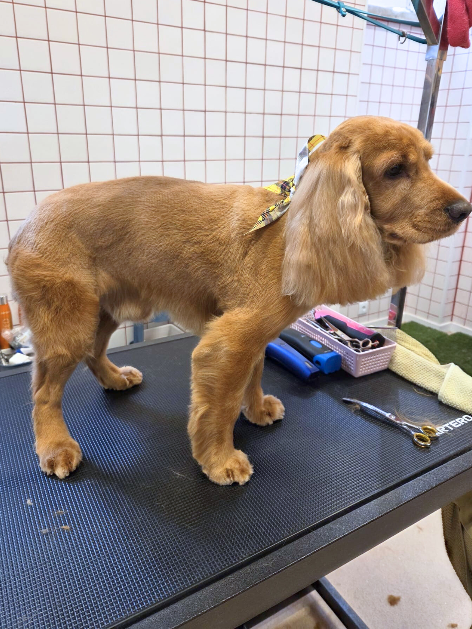 Untitled design (13).png