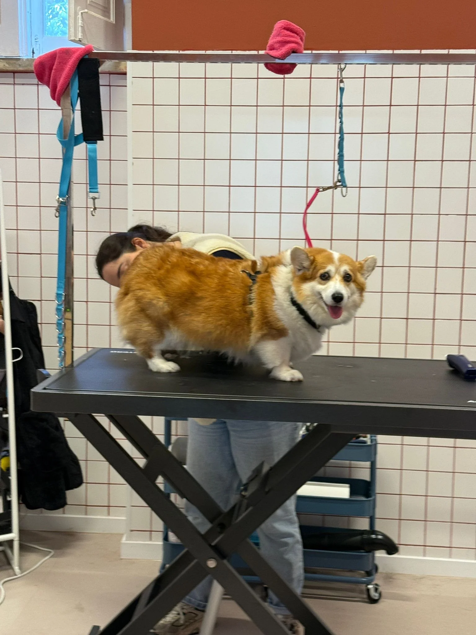 grooming sem stress para cães em Lisboa — o que é e porque faz diferença