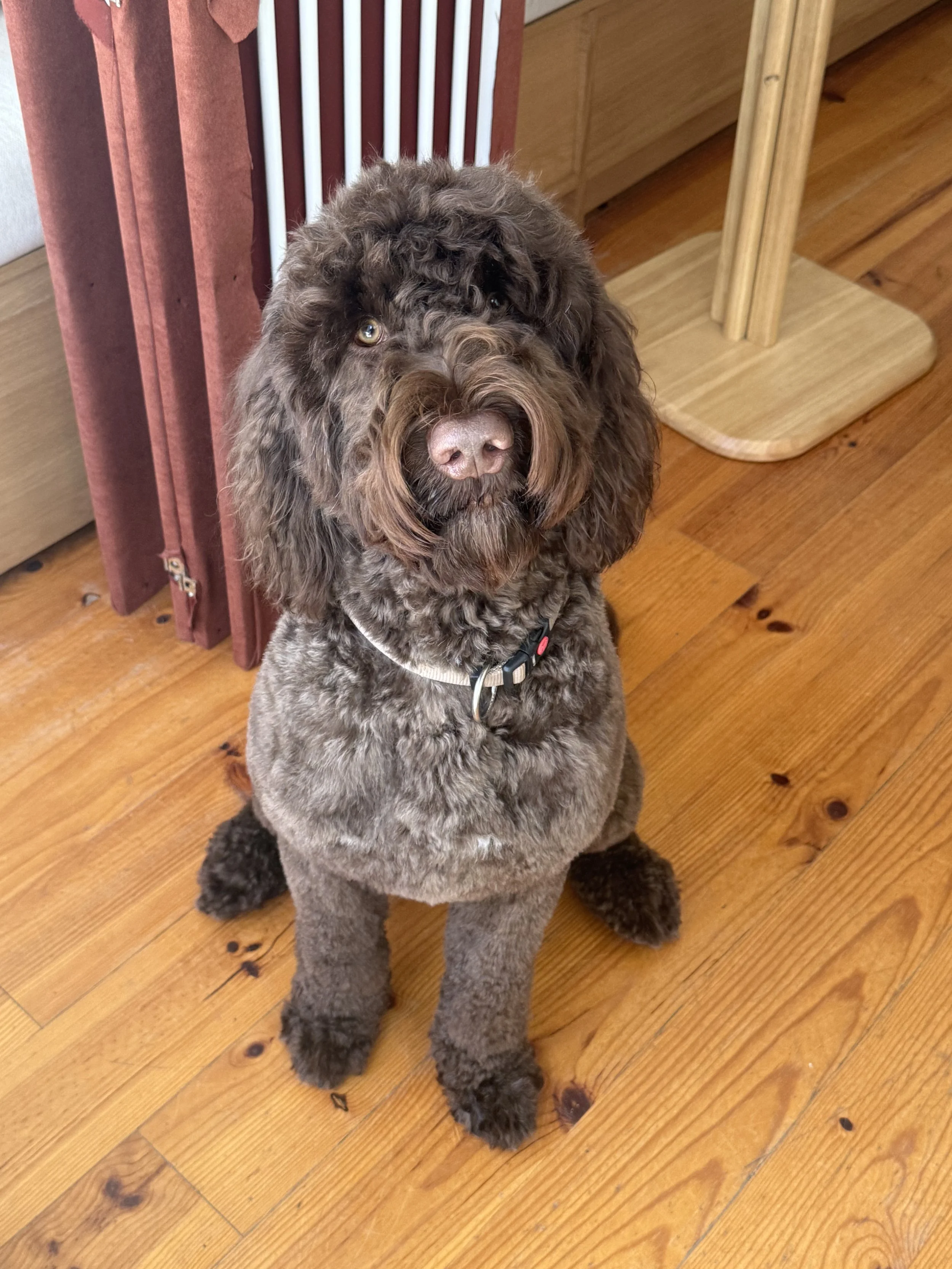 how to brush a curly coated dog: technique, tools, and products