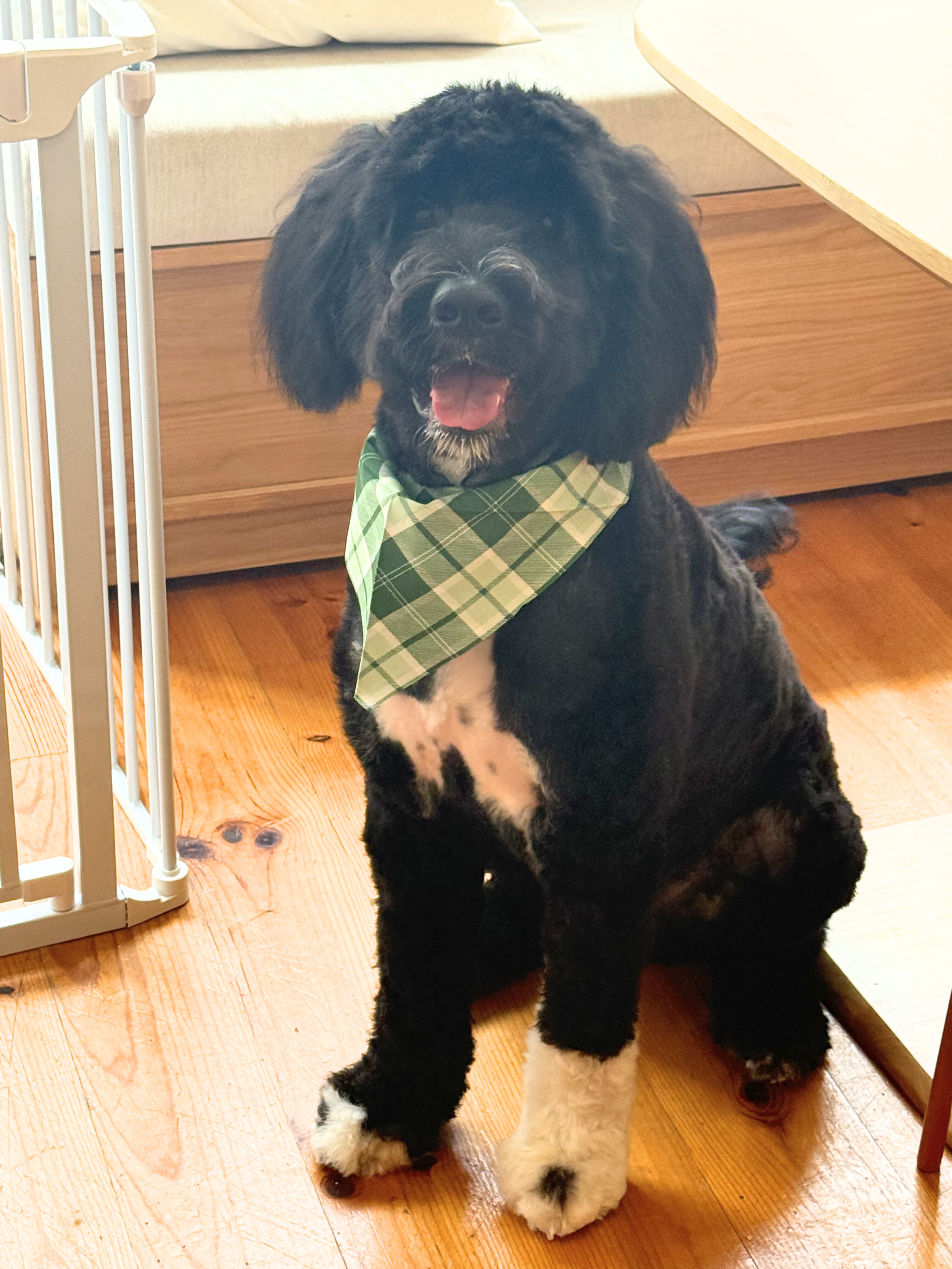 Untitled design (14).png