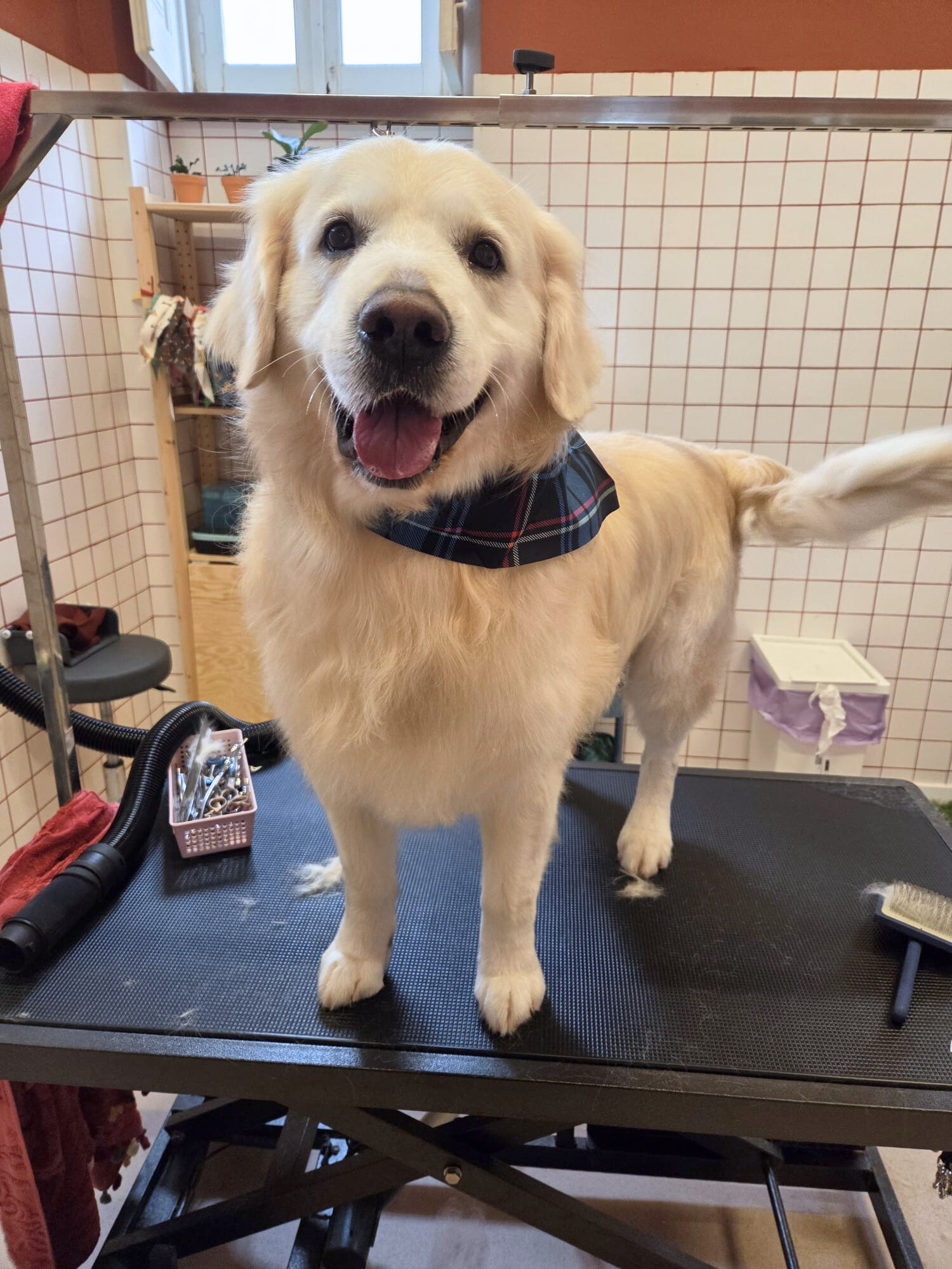 Untitled design (19).png