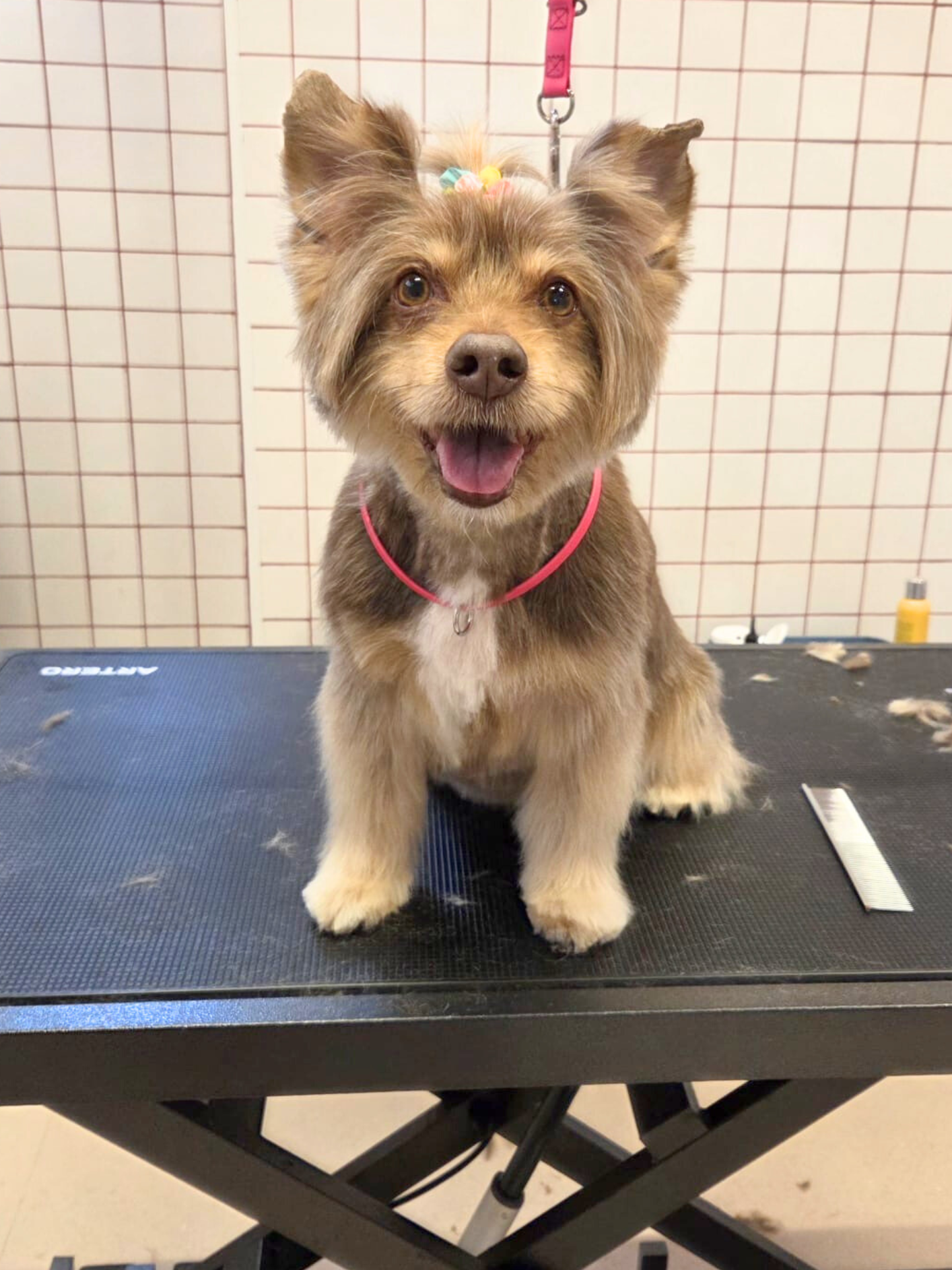 Untitled design (4).png